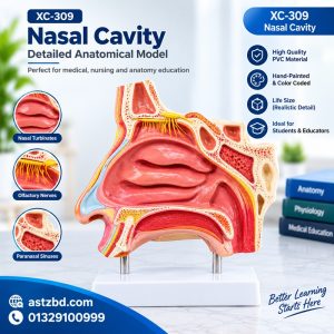 XC-309 nasal cavity model front view showing nasal septum and turbinates