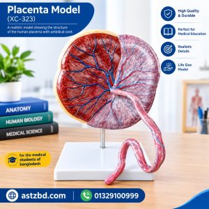 XC-323 placenta model front view with hand-painted vessels