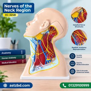 XC-324B neck nerves model front view showing cervical nerve pathways